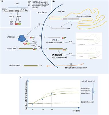 Genomic Indexing by Somatic Gene Recombination of mRNA/ncRNA – Does It Play a Role in Genomic Mosaicism, Memory Formation, and Alzheimer’s Disease?